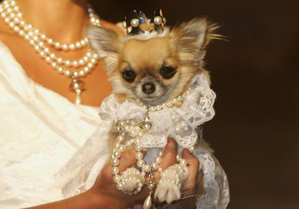 It's National Dress Up Your Pet Day! Make them feel like royalty.