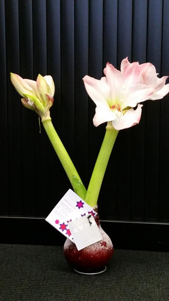 Voorjaar in de zaak dankzij mariët visser van marvis!