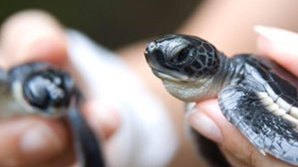 Vilebrequin México (@vilebrequin_mex) on Twitter photo Ayudanos a cuidar y mantener a salvo a la tortuga marina apoyando a la Fundacion <a href="/PlantAFish/">Fabien Cousteau</a> de Fabien Cousteau Ayudanos a cuidar y mantener a salvo a la tortuga marina apoyando a la Fundacion <a href="/PlantAFish/">Fabien Cousteau</a> de Fabien Cousteau