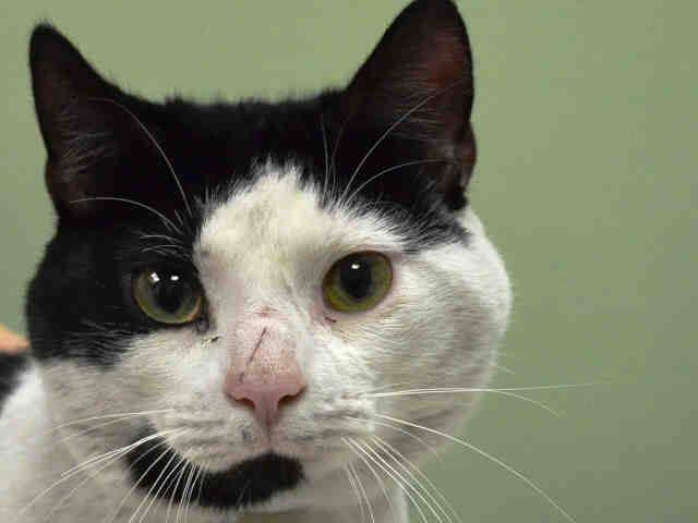 Erinthecat1's tweet photo. #Taneal Not Scarred by shelter, thats K9, but stressed, rated Exp No Child to help her settle https://t.co/sjMqfYda5R http://t.co/mWpzWKbY2S