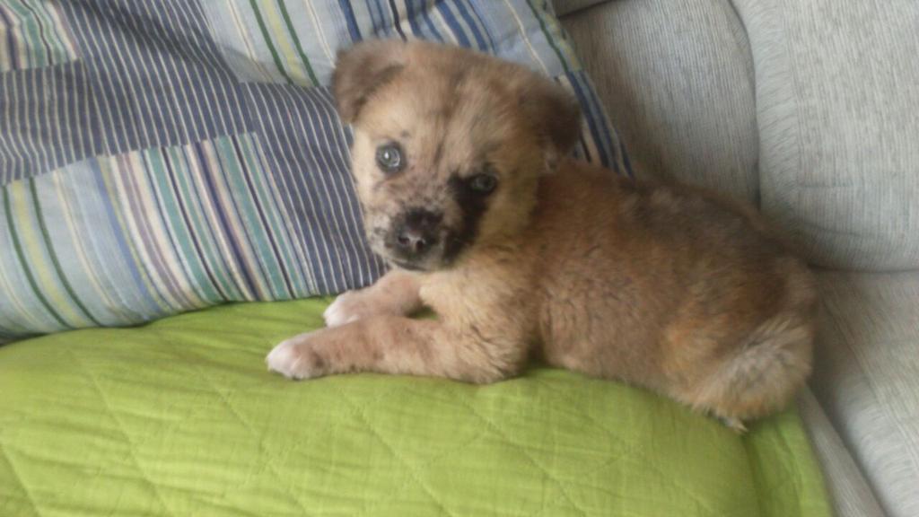 AsocPeludosLP's tweet photo. Martina. Cachorrita mastín. Esa mirada necesita una persona especial que la mime.  666861620 http://t.co/68uh1uJPdF
