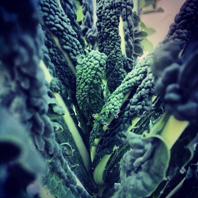 The only piece of Green in the Winter!Zdo you know? #gardening #colors <a href="/Organic2Garden/">Organic Gardening</a> @RS_Garden_Care #landarchzone