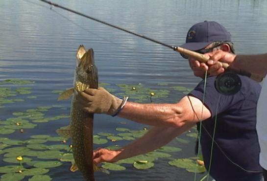 YouFishdotTV's tweet image. Pike on the Fly in this video via Nice Fish from #Saskatchewan. youfish.tv/nice-fish-barr…