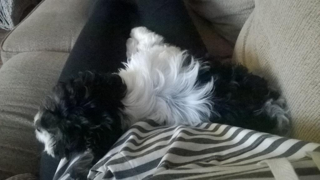 rowanpost_'s tweet photo. When you need to do homework but bae feel asleep on you 😍 http://t.co/Cvf6GLHxBD