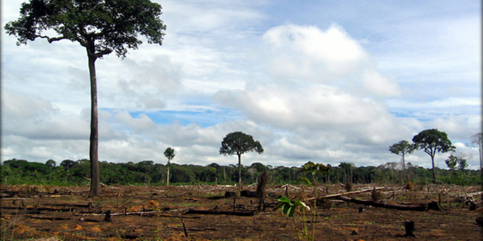 canalazul24's tweet photo. Se Incrementó #Deforestación en #Perú → http://t.co/iyO8yJ33uS http://t.co/w5xWgk4hrw