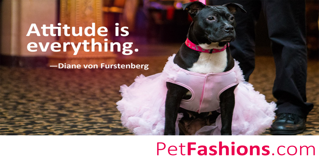 ArcheoInc's tweet photo. Today is Dress Up Your Pet Day! - Pet Industry #domains for sale http://t.co/vd5Gz2imSY #Pets #WeLoveDogs #cute http://t.co/0ukn5Aqy1d