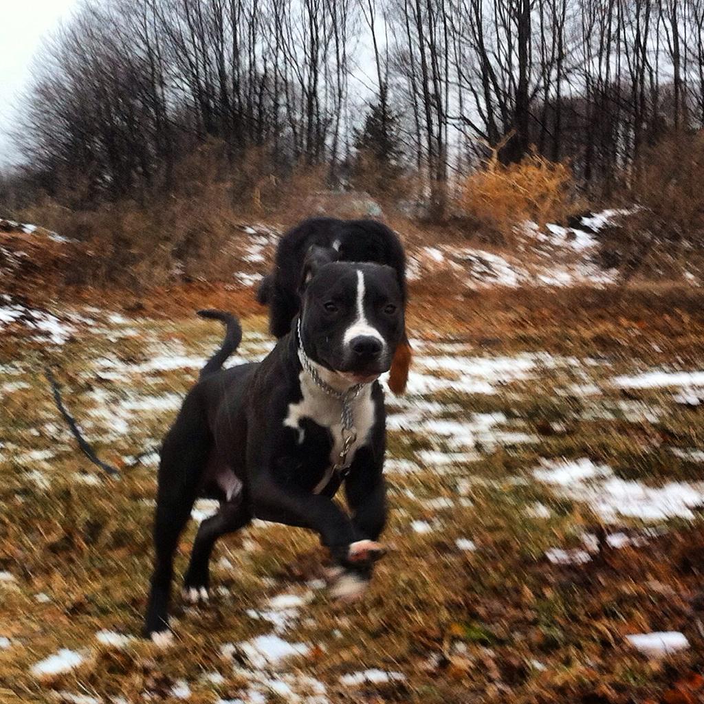 Mydogumentary's tweet photo. @Cruickshank155 @Malkman22 @CodyStamann #Champ #myfosterpittie makes a good #workoutface #joggingpartner #rescur #dog http://t.co/SayMFKnBdC