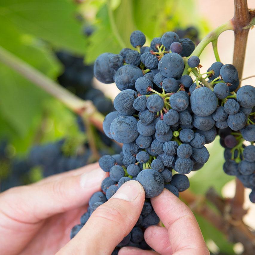 Future 2014 Perli Zinfandel. #mendocinocounty #wine