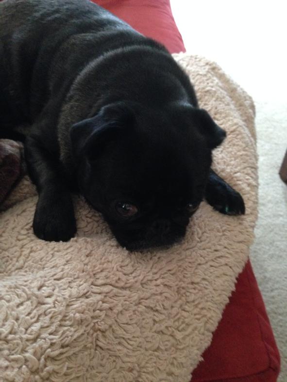 JuniPug's tweet image. Since @angfm305 found out its #NationalDressUpYourPetDay I can't even take a nap w/out keeping one eye open #onalert