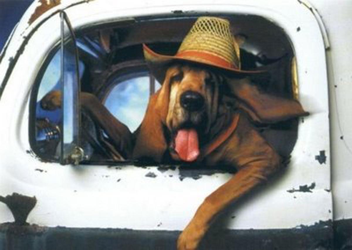 UpsoclVerde's tweet photo. Las mejores recomendaciones para viajar con tu mascota http://t.co/rmVNvJZsC1 http://t.co/TyJwoQBJTH