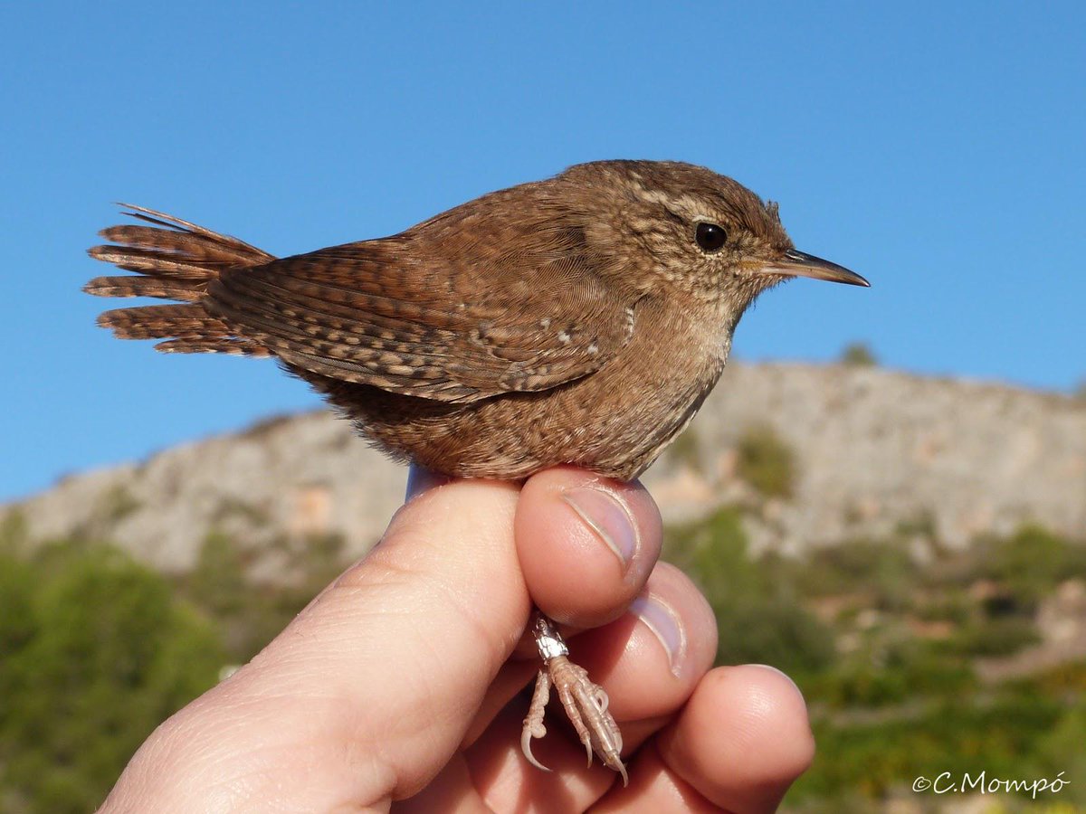 Comenzamos el seguimiento anual en El Port, nuestra estación PASEI en la Vall d'Albaida …deanillamientopitroig.blogspot.com.es/2014/11/vuelve…