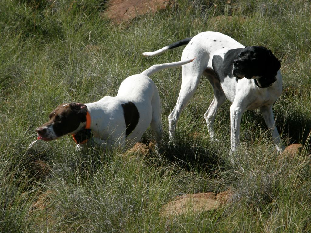 WingshootAfrica's tweet photo. @DTSystemsTX Pointing Greywing partridge in Africa #wingshootingtheworld #gundogs #wingshootafrica #bestwingshooting http://t.co/QvEXDV39Am