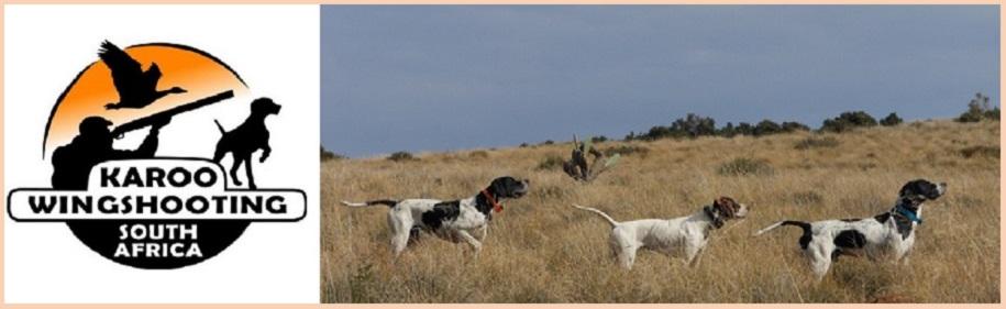 WingshootAfrica's tweet photo. @DTSystemsTX Pointing Greywing partridge in Africa #wingshootingtheworld #gundogs #wingshootafrica #bestwingshooting http://t.co/QvEXDV39Am