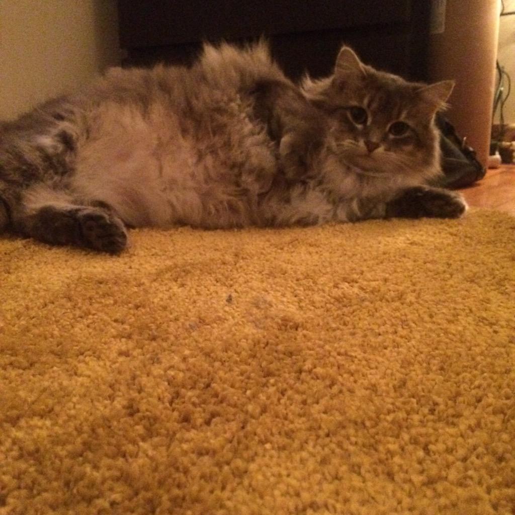 MelaShah's tweet photo. @kdyrse @BuzzFeedAnimals Naaaahhh grrrrrl. This is! http://t.co/IR7qs6alPc