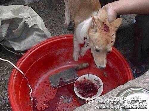 FuturePastDH's tweet photo. .@60Minutes These graphic images coming out of #China are horrifying! #FinishYuLin2015 The dog meat festival must end http://t.co/DpehZfaATr