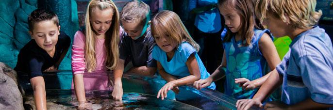 LEGOLANDFlorida's tweet photo. Our sister attraction @SEALIFEOrlando is looking for kids 7-12 who love marine life! http://t.co/PrykeOj16t http://t.co/l2MxKMwmeP
