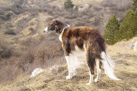 HwsdShows's tweet photo. The Borzoi used to hunt wolves, fox, and hare in packs of more than 100!
#borzois #janruary #houstondogshows #dotm http://t.co/za2tJyMKWR