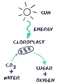 _backtothePLAST's tweet photo. Quick pic of me performing photosynthesis during B block this morning!! #luvsun #autotrophs4eva #cellection15b http://t.co/ZUF3R6bZyo