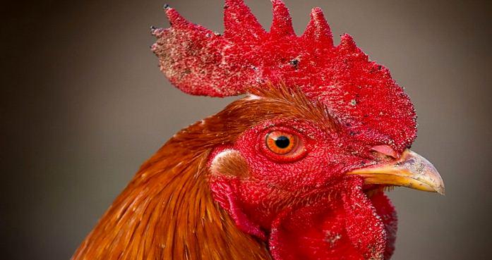PaulHShapiro's tweet photo. Glad to have a letter in today's @WashTimes: "#CA rightly puts chicken first" http://t.co/w2gKeObxZf http://t.co/e0xTah6fDn