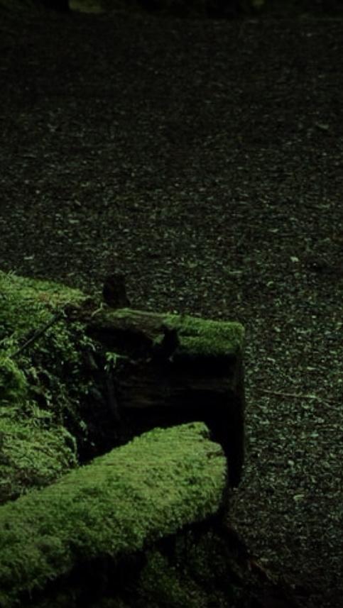 Treefrgger tweet picture