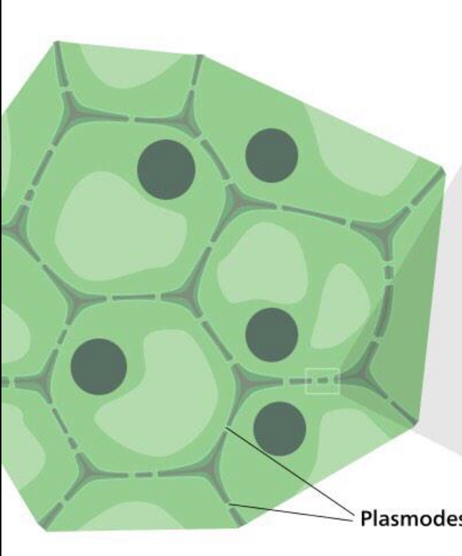 KFCell_wall's tweet photo. These plasmodesmata are holes on me that help me communicate with the rest of the plant cell #cellection15b http://t.co/xsUG7zTFju
