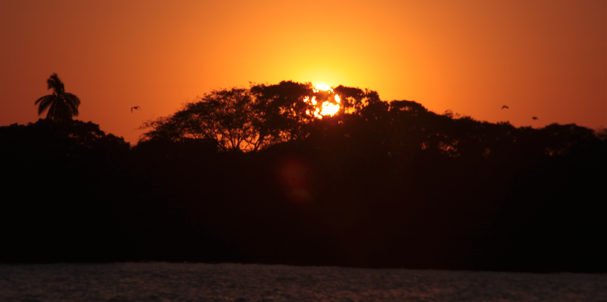 spunco's tweet photo. Flying herons and a #Sunset in the Mexican Serengeti. http://t.co/ETU6BOLwag