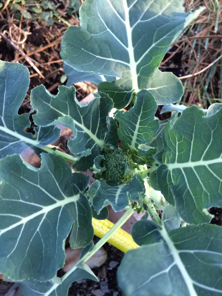 GorehamTyler's tweet photo. @CindyDayCTV  found this growing in my hot house its broccoli never would think it would still grow in this cold http://t.co/4S72rSU4Ql