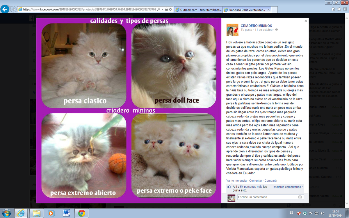 fdzuritam's tweet photo. TODO sobre los TIPOS, Calidades, Características(ESTÁNDARES) del GATO PERSA! Muy Bueno saberlo antes de adquirir uno. http://t.co/VttbLtDTyp
