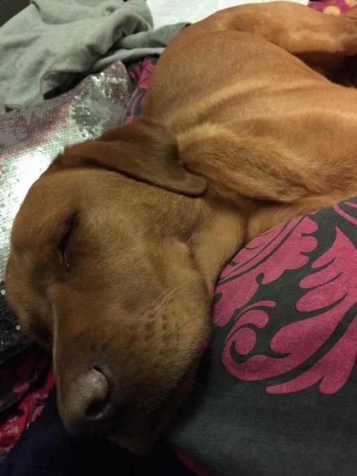 ☺️😴 http://t.co/vJTtQ21xYs<a href="/tag/hellowembley"class="tags"><span>#hellowembley</span></a><a href="/tag/happyandglorioustour"class="tags"><span>#happyandglorioustour</span></a>