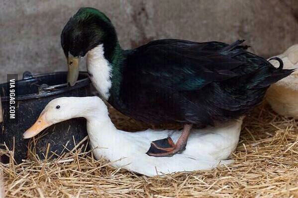 samirjusufovic's tweet photo. when autocorrect, corrects your word to ducking http://t.co/gJyPCoA0SG