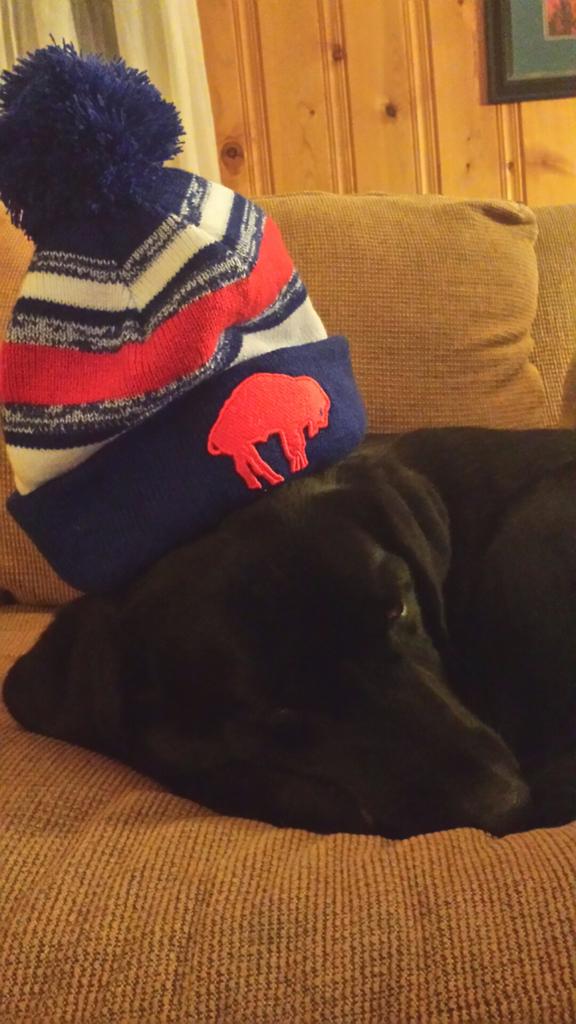 PeachiePiePup's tweet photo. Bills fan for life! #WelcomeRex @buffalobills @TheBillsMafia @HJKforever @thurmanthomas @Buddythereddog http://t.co/50ZrIY9fmJ