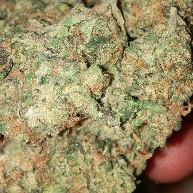 LeafofLifeTribe's tweet photo. #NyStonerClub #Instadank #medical #baked #420 #Amazing #gooddank #baked #lifted #instablaze #igdaily #weedstagram... http://t.co/1dhaeVbGYR