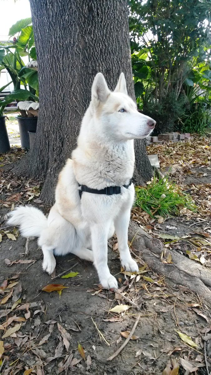 sensation dog harness