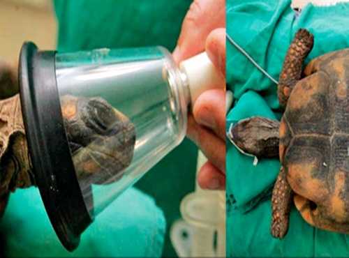 Programa Pânico tweet media