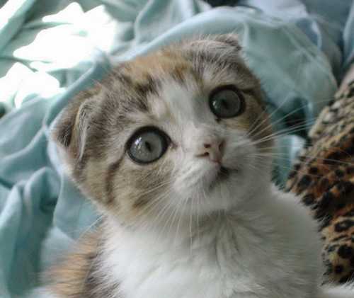 FatosDaVodka's tweet photo. 23 MOTIVOS HILÁRIOS PARA AMAR OS GATOS.
http://t.co/eDsXevrWxh http://t.co/AHHNxCktxq