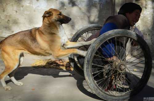 FatosDaVodka's tweet photo. CÃO É VISTO EMPURRANDO A CADEIRA DE RODAS DE SEU DONO.
http://t.co/bbZa9kG16w http://t.co/0puewQbwS4
