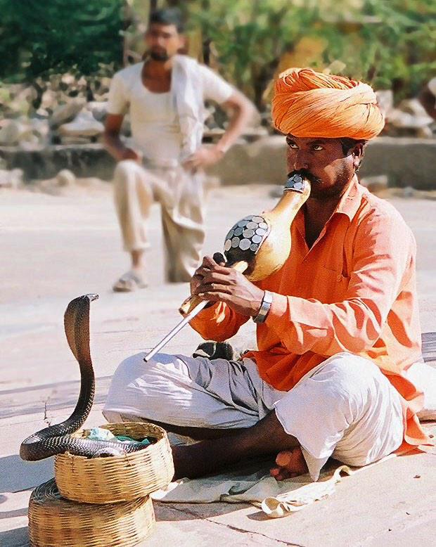 Индус заклинатель змей. Индийские заклинатели змей. Укротитель змей с дудкой. Укротитель змей с дудкой. Дудка заклинателя змей.