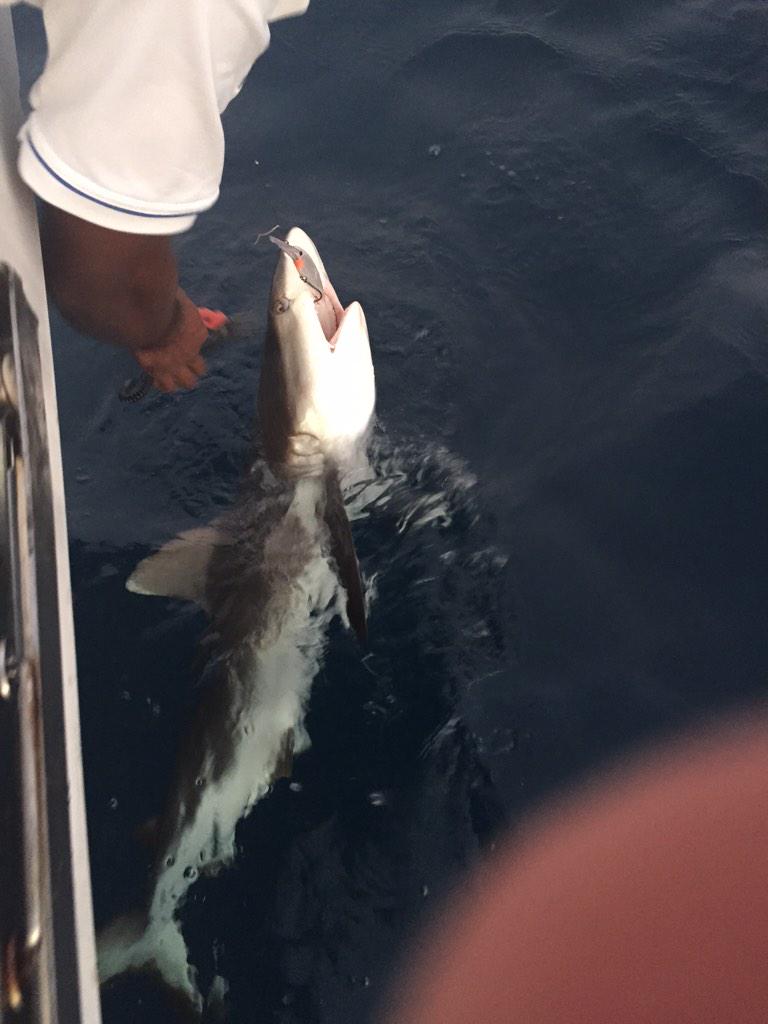 Michael Van Gerwen tweet media