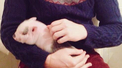 manulasheras's tweet photo. Tocinito🐽™ http://t.co/y4Ene96ZWU