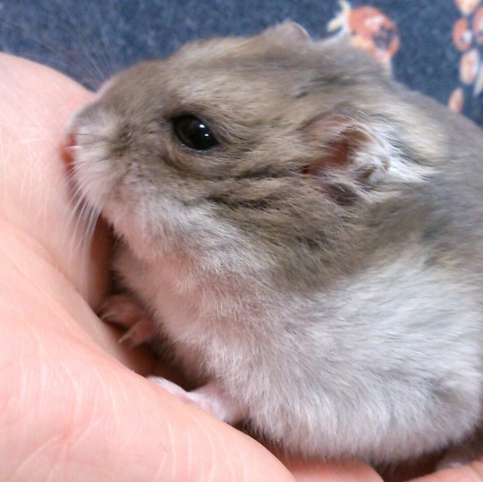 Ham0000113's tweet photo. 寝起き(¯ω¯) http://t.co/G2tFGEN0z8
