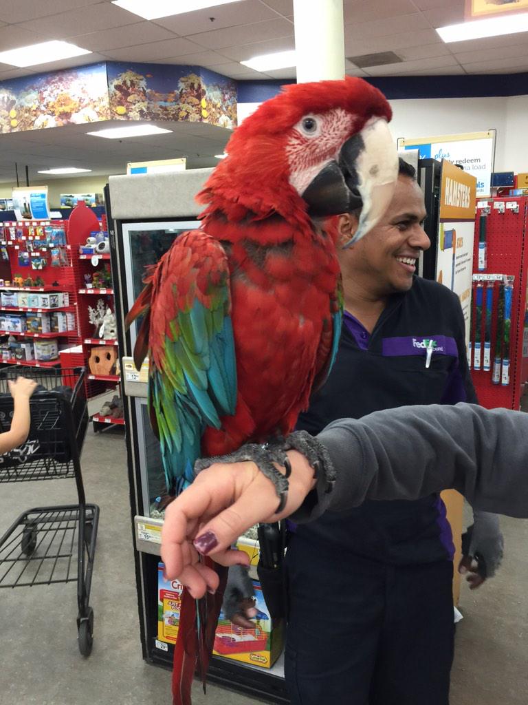 petsmart macaw