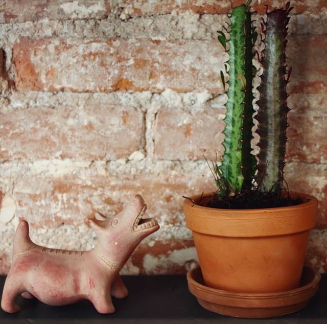 ByAllegra's tweet photo. Hagan sus pedidos de cáctus en contacto@by-buff.ly/1yhdLgb #blooms #cactus #decor #floraldesign #home #decora… http://t.co/GZ4wZ2nhS9