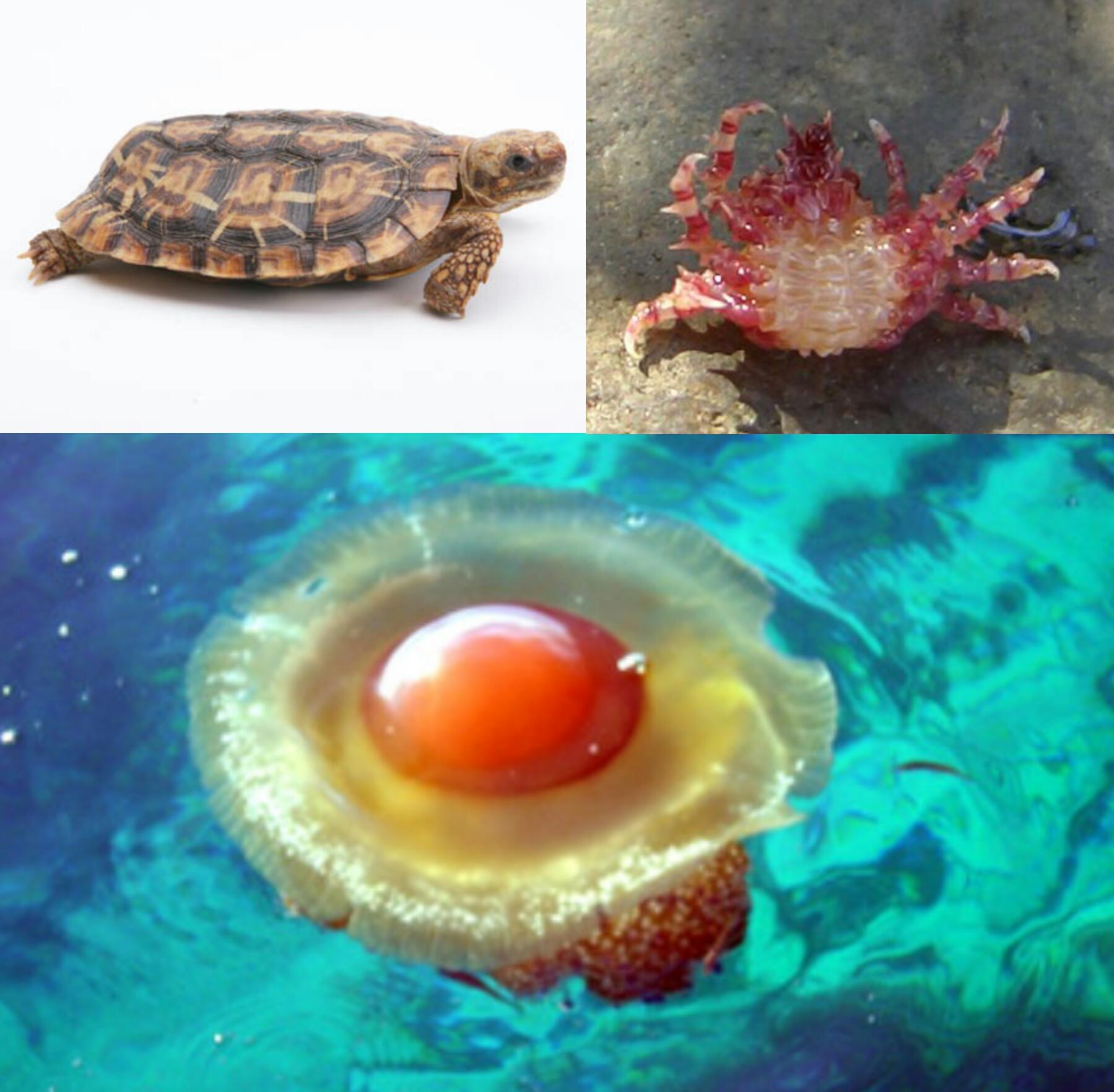 Marie パンケーキリクガメとか コンペイトウガニとか 見た目から食べ物の名前がついた生き物は色々あるけど 目玉焼きクラゲの見た目の完成度だけ別格な件 Http T Co 1f6itnina0 Twitter