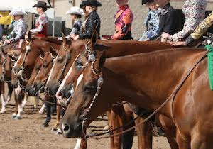 AQHA Journal tweet media