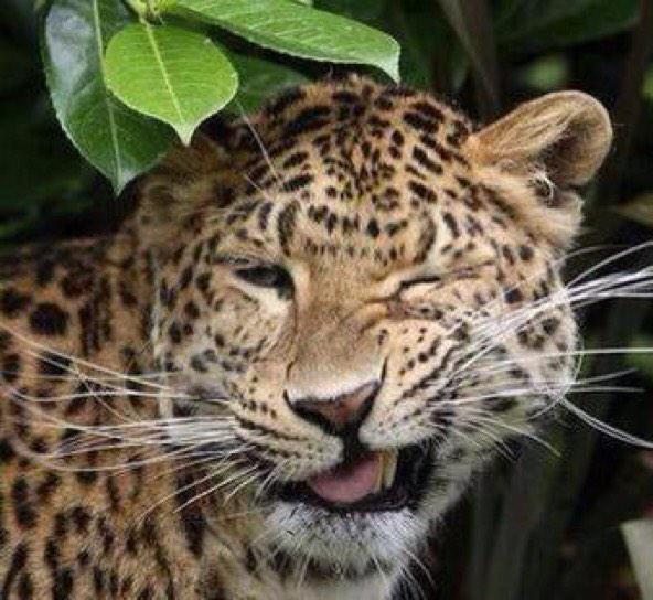 OraYReflexiona's tweet photo. RT por este coqueto 😉 http://t.co/2ju3mjdJIc