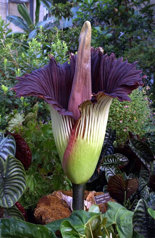 The largest flower in the world: Titan arums
