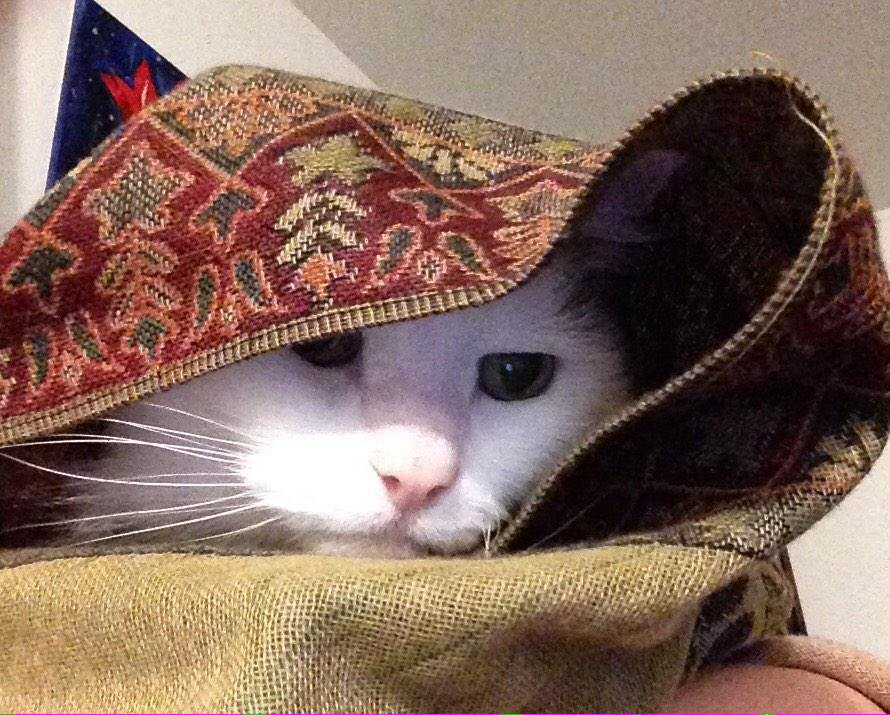 Avery_Cat's tweet photo. "This is not the cat you're looking for." - Obi Wan Catnobi http://t.co/CChm8vkOAu