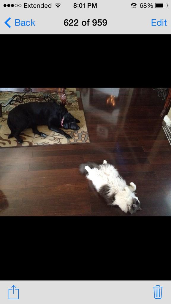 big_bigboy13's tweet photo. Home sweet home with my pets hahaha http://t.co/5CQGaA8yu6