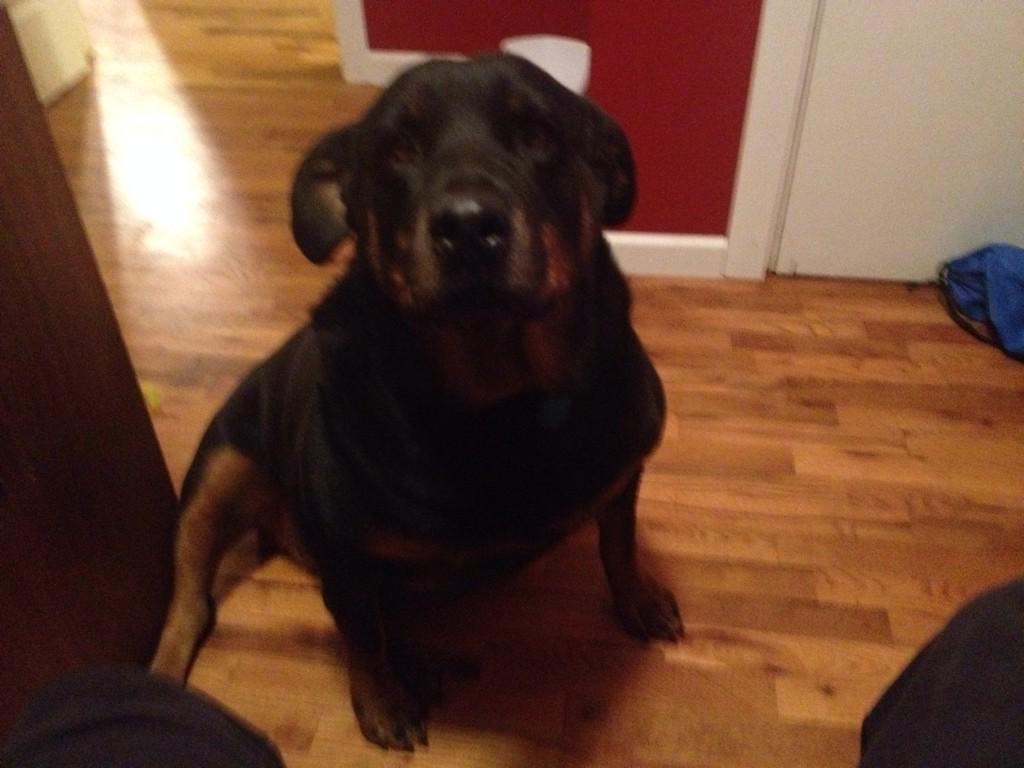 GunnerMG's tweet image. She just sits here and farts. That's all this little lady does #ladies #gross