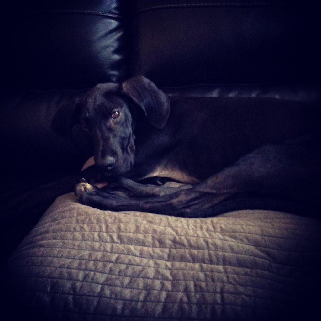 MyTweetIsBelow's tweet image. I want my puppy right now....#GreatDane